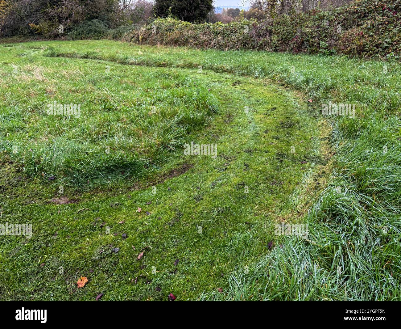 Now also know as Bee Town. The town of Monmouth in South Wales has become a haven for insect wildlife with roadside verges being left uncut - Smartphone Captured Stock Image