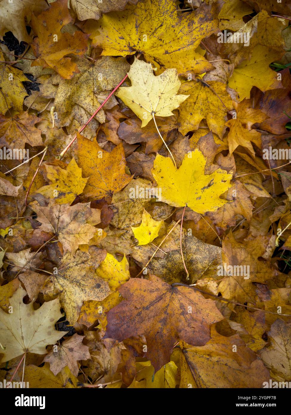 Now also know as Bee Town. The town of Monmouth in South Wales has become a haven for insect wildlife with roadside verges being left uncut - Smartphone Captured Stock Image