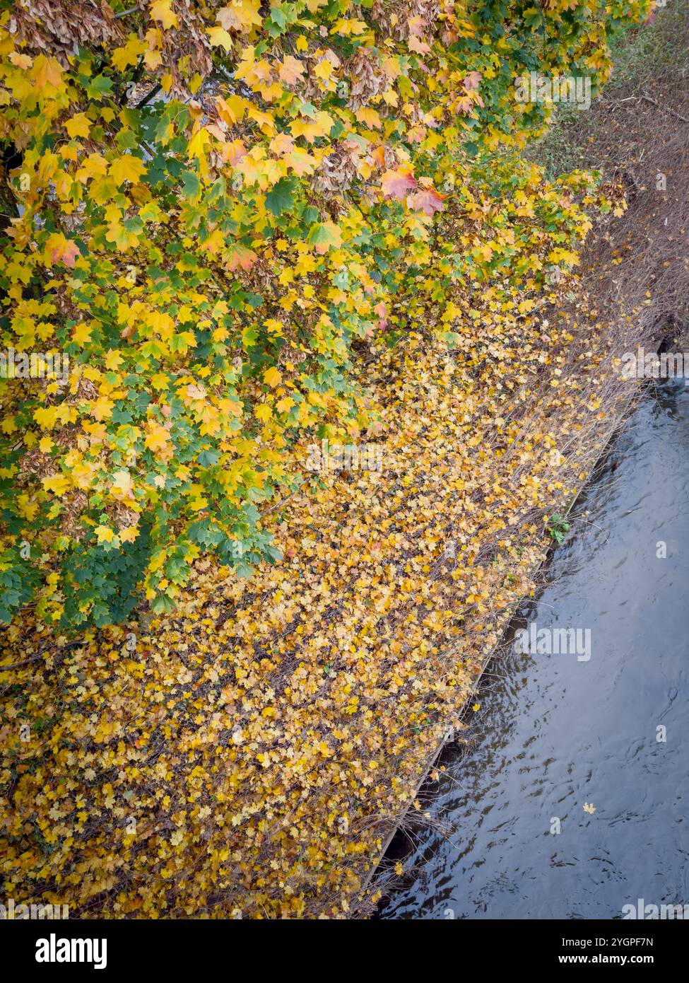 Now also know as Bee Town. The town of Monmouth in South Wales has become a haven for insect wildlife with roadside verges being left uncut - Smartphone Captured Stock Image