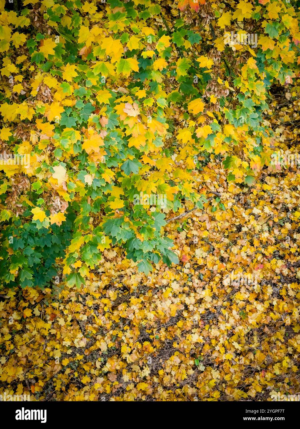 Now also know as Bee Town. The town of Monmouth in South Wales has become a haven for insect wildlife with roadside verges being left uncut - Smartphone Captured Stock Image
