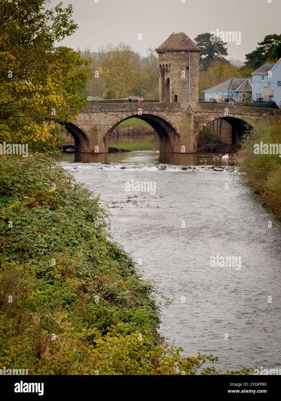 Now also know as Bee Town. The town of Monmouth in South Wales has become a haven for insect wildlife with roadside verges being left uncut - Smartphone Captured Stock Image