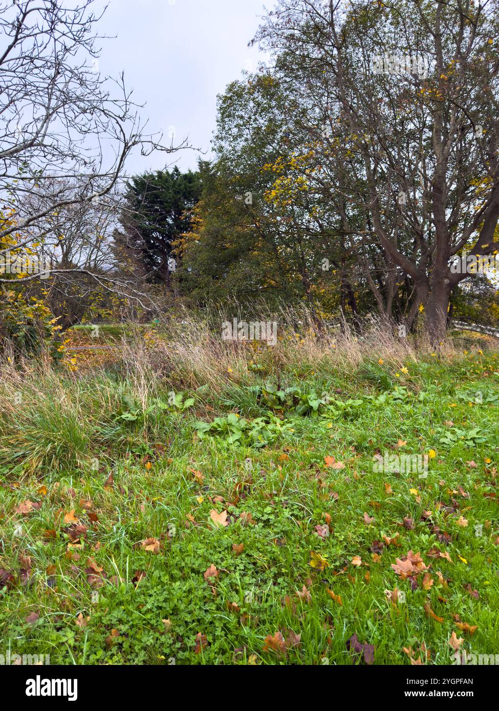 Now also know as Bee Town. The town of Monmouth in South Wales has become a haven for insect wildlife with roadside verges being left uncut - Smartphone Captured Stock Image