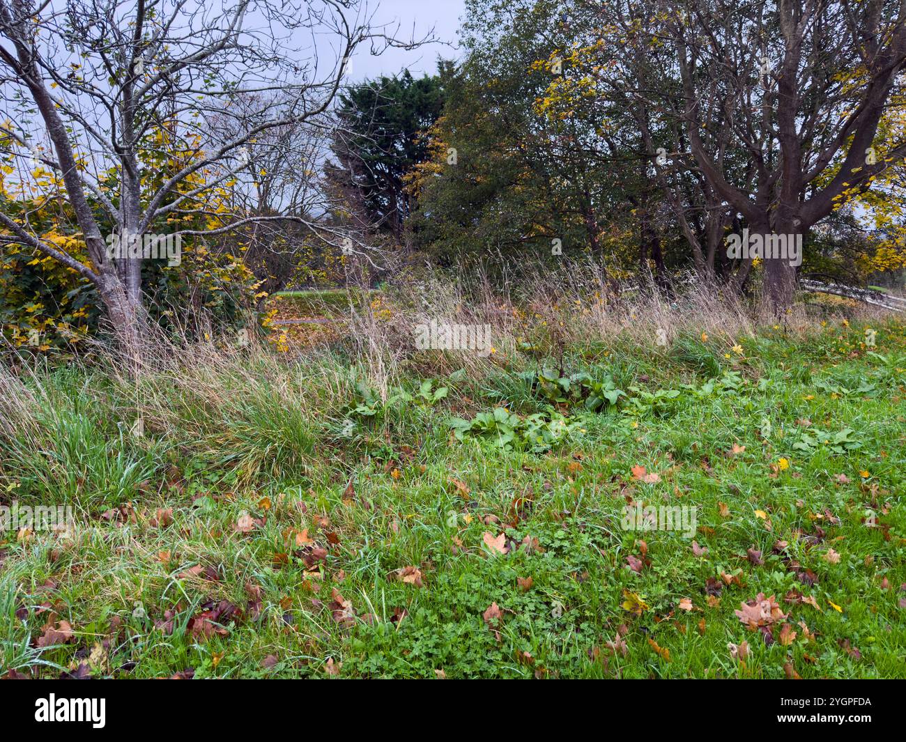 Now also know as Bee Town. The town of Monmouth in South Wales has become a haven for insect wildlife with roadside verges being left uncut - Smartphone Captured Stock Image