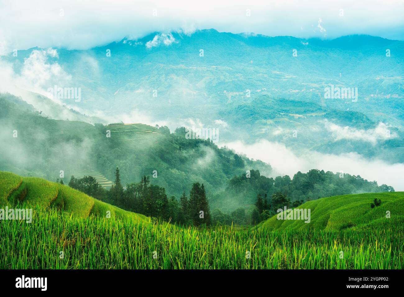 Evergreen foggy mountain with rice field terraces in tropical ...