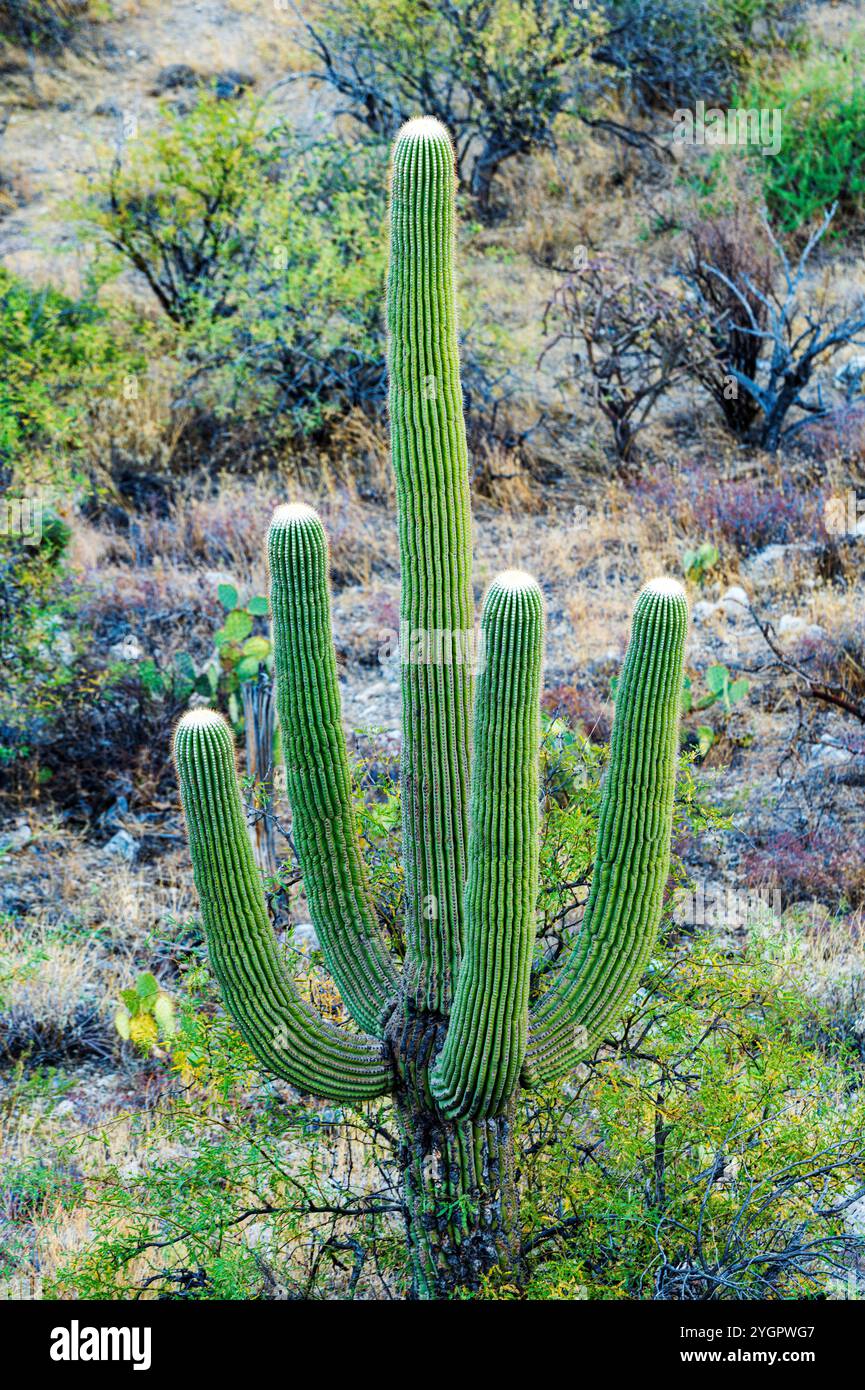 Cactus forest drive hi-res stock photography and images - Alamy