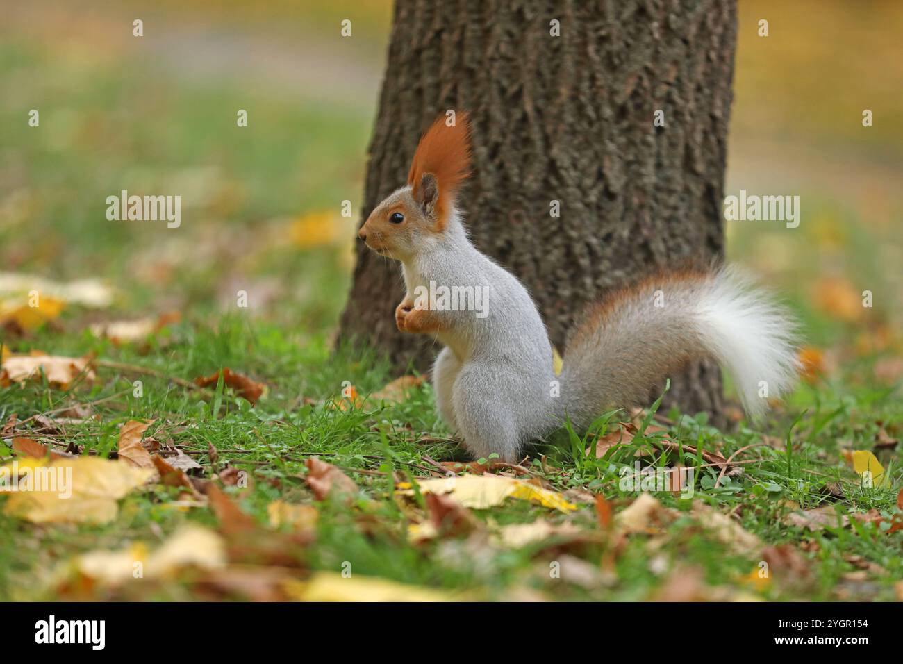 Beautiful cute red squirrel sitting on the grass with yellow leaves in autumn park Stock Photo