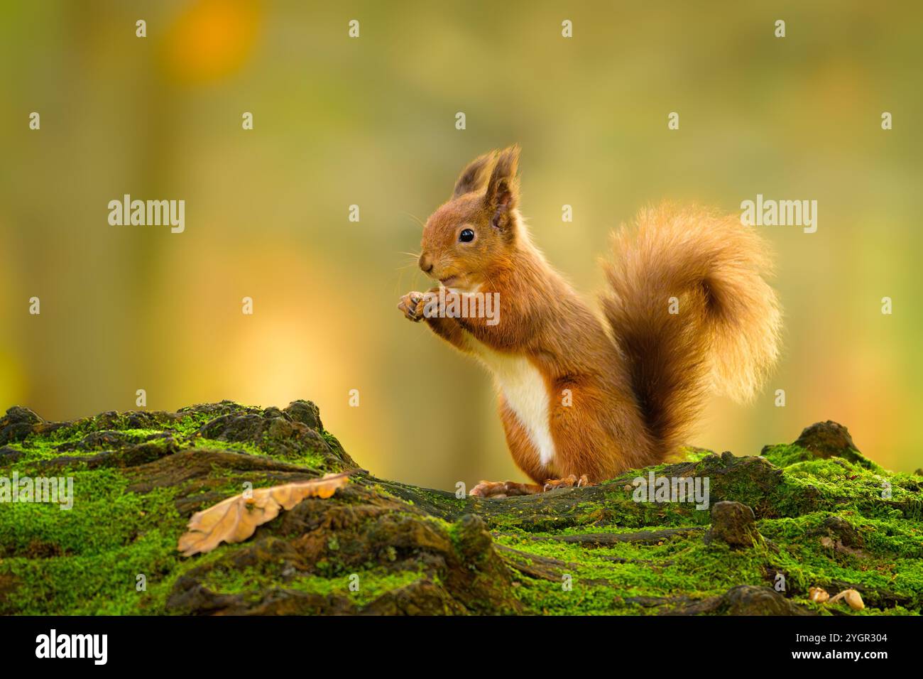 Red Squirrel (Sciurus vulgaris) foraging in autumnal woodland at RSPB Loch Leven nature reserve, Scotland. Stock Photo