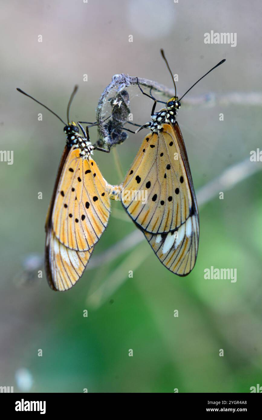 Arthropod mating hi-res stock photography and images - Alamy