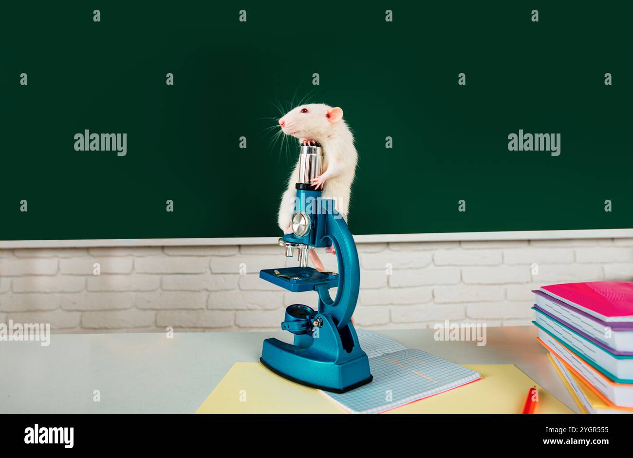 Cute rat on microscope in school laboratory. Funny white rat looking ...