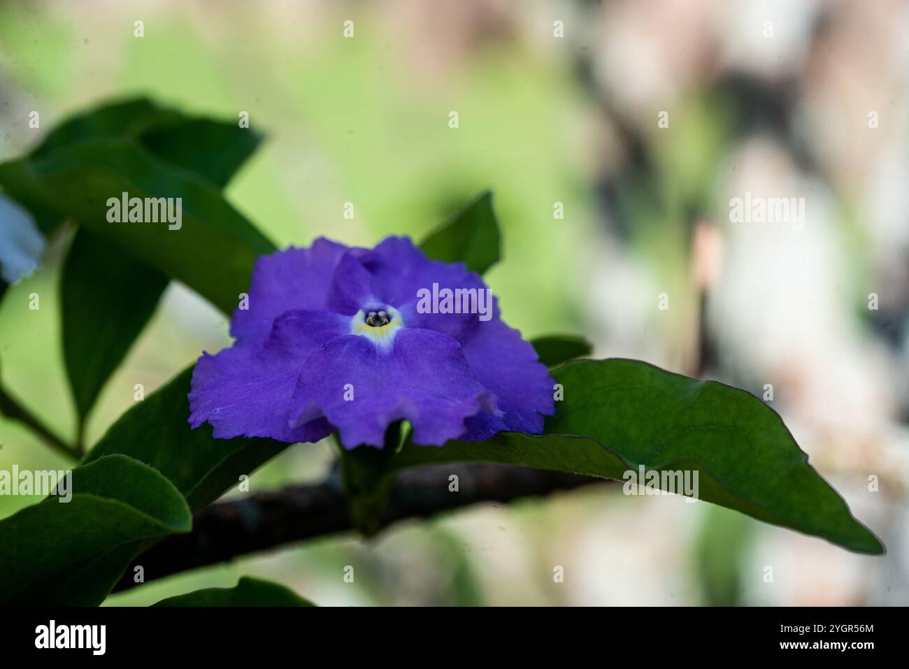 Yesterday Today and Tomorrow flower ( Brunfelsia pauciflora ) - Kampala Uganda Stock Photo