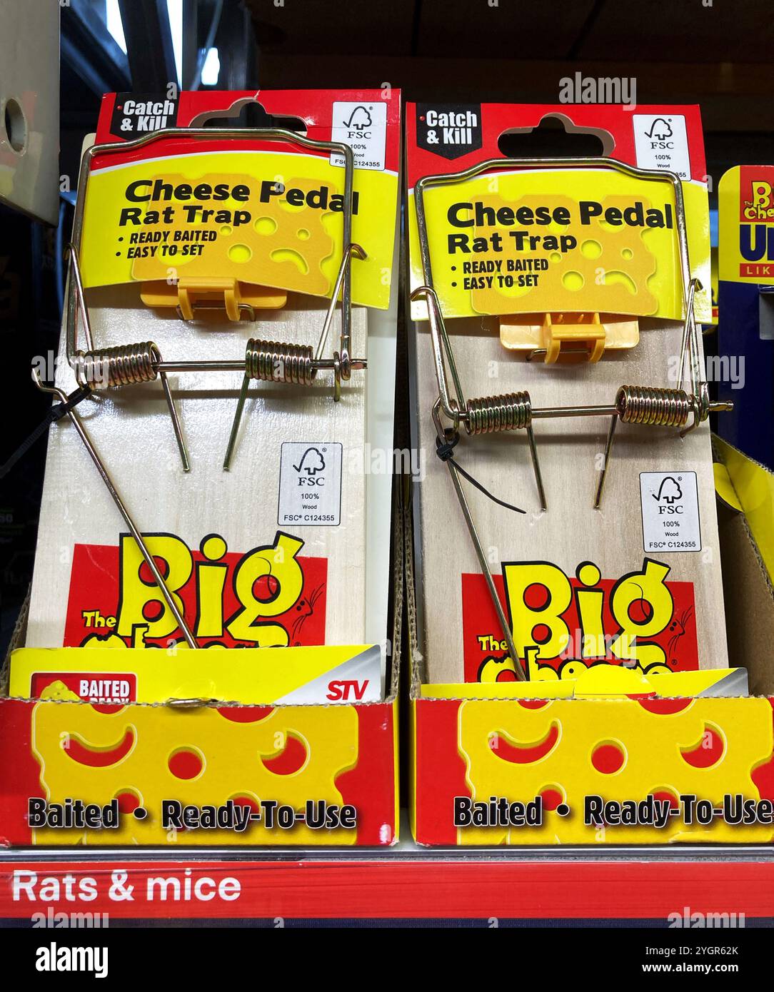 Cheese pedal Rat Trap, ready baited, for sale at the local DIY store - Smartphone Captured Stock Image