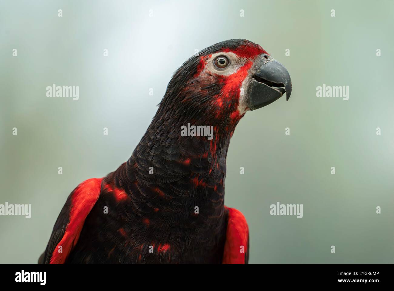 Red Rajah Chalcopsitta atra insignis hi-res stock photography and images - Alamy