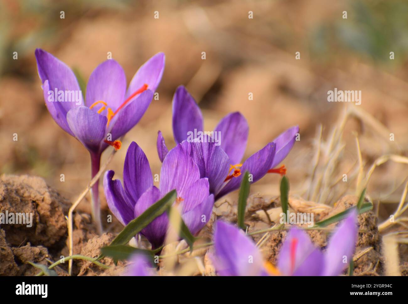 Pampore, India. 08th Nov, 2024. Saffron flowers are seen in a field ...