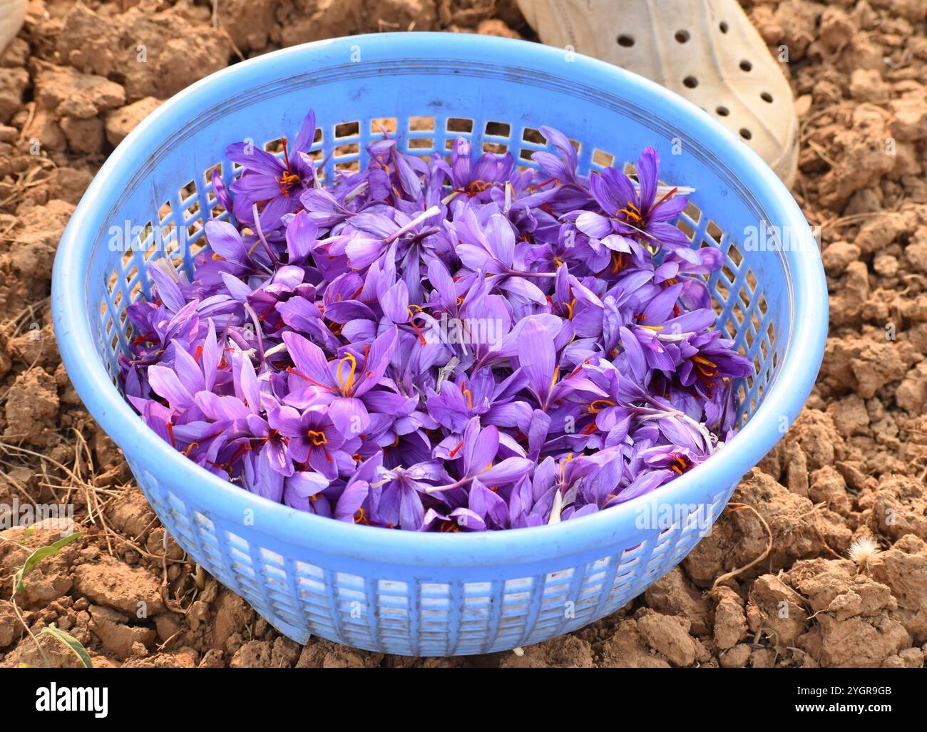 Pampore, India. 08th Nov, 2024. Saffron flowers are seen in a field ...