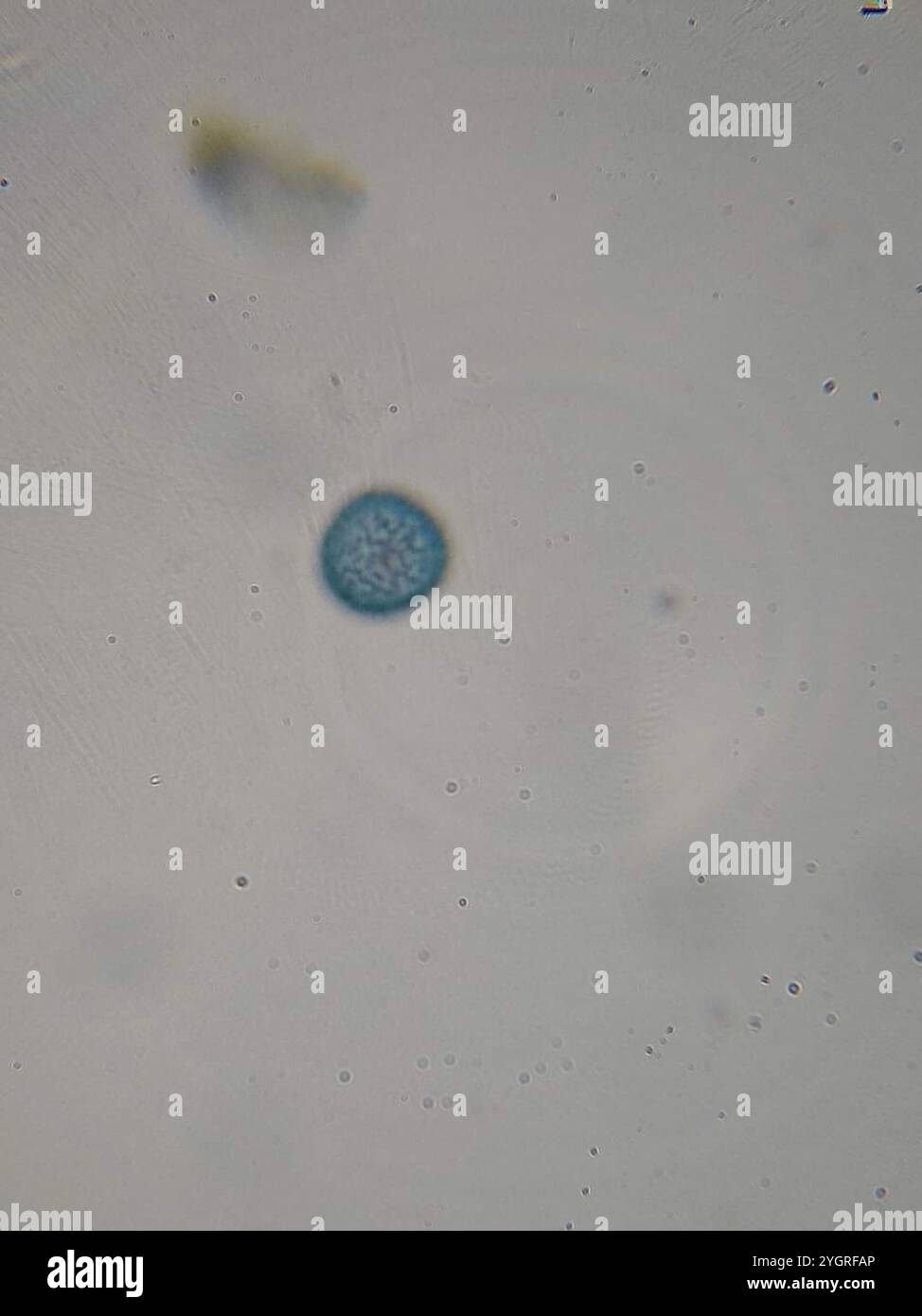 Crateriformis hi-res stock photography and images - Alamy