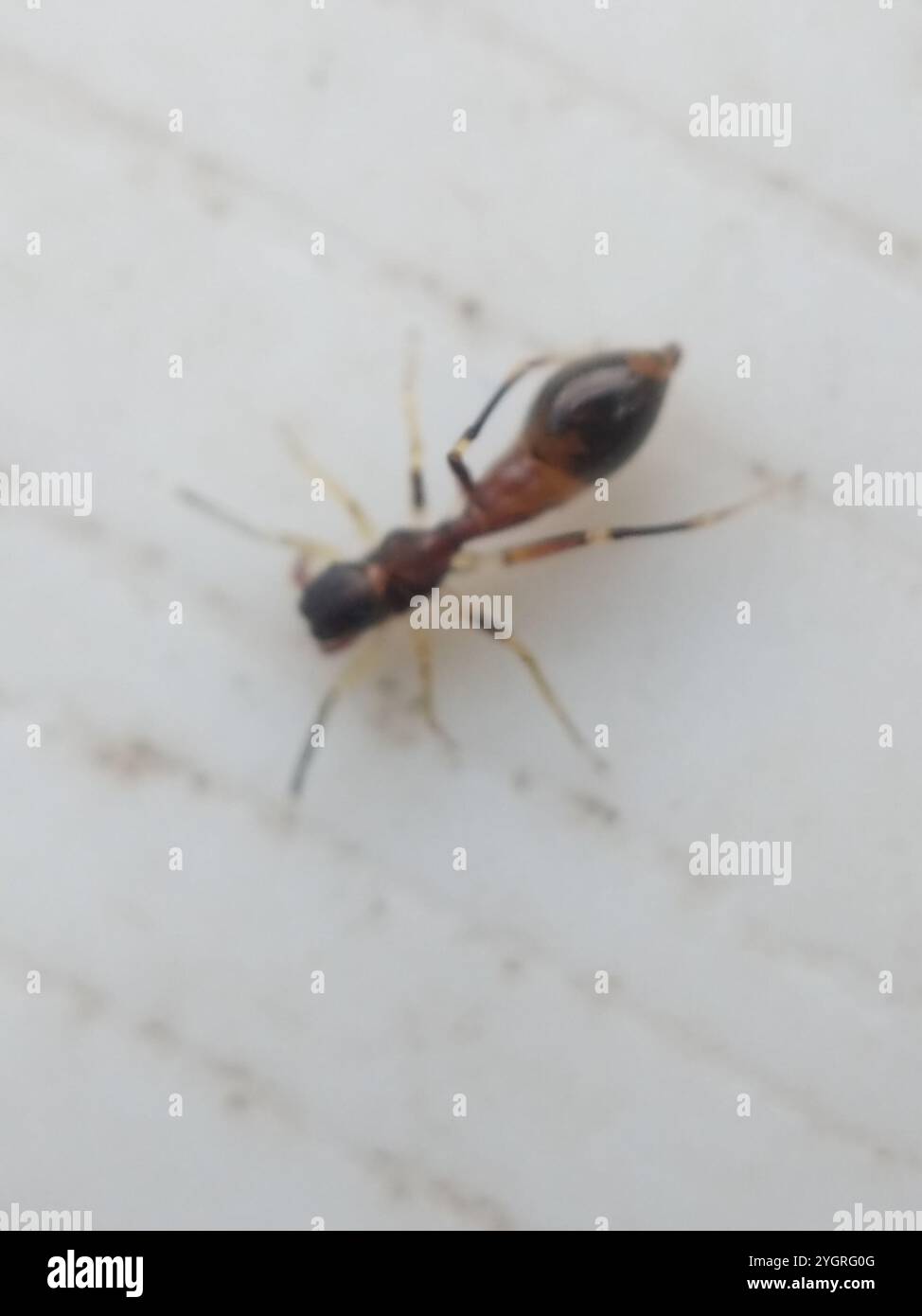 Slender Ant-mimic Jumping Spider (Synemosyna formica) Stock Photo