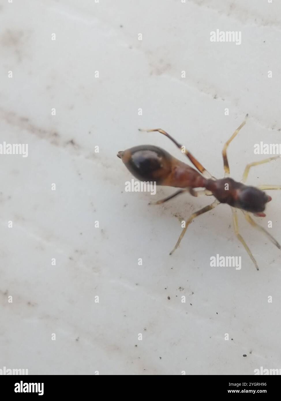 Slender Ant-mimic Jumping Spider (Synemosyna formica) Stock Photo