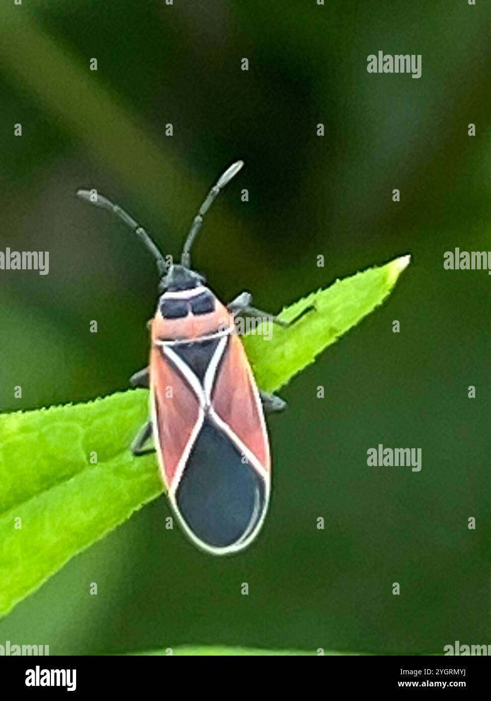 White Crossed Seed Bug Hi res Stock Photography And Images Alamy white-crossed-seed-bug-hi-res-stock-photography-and-images-alamy