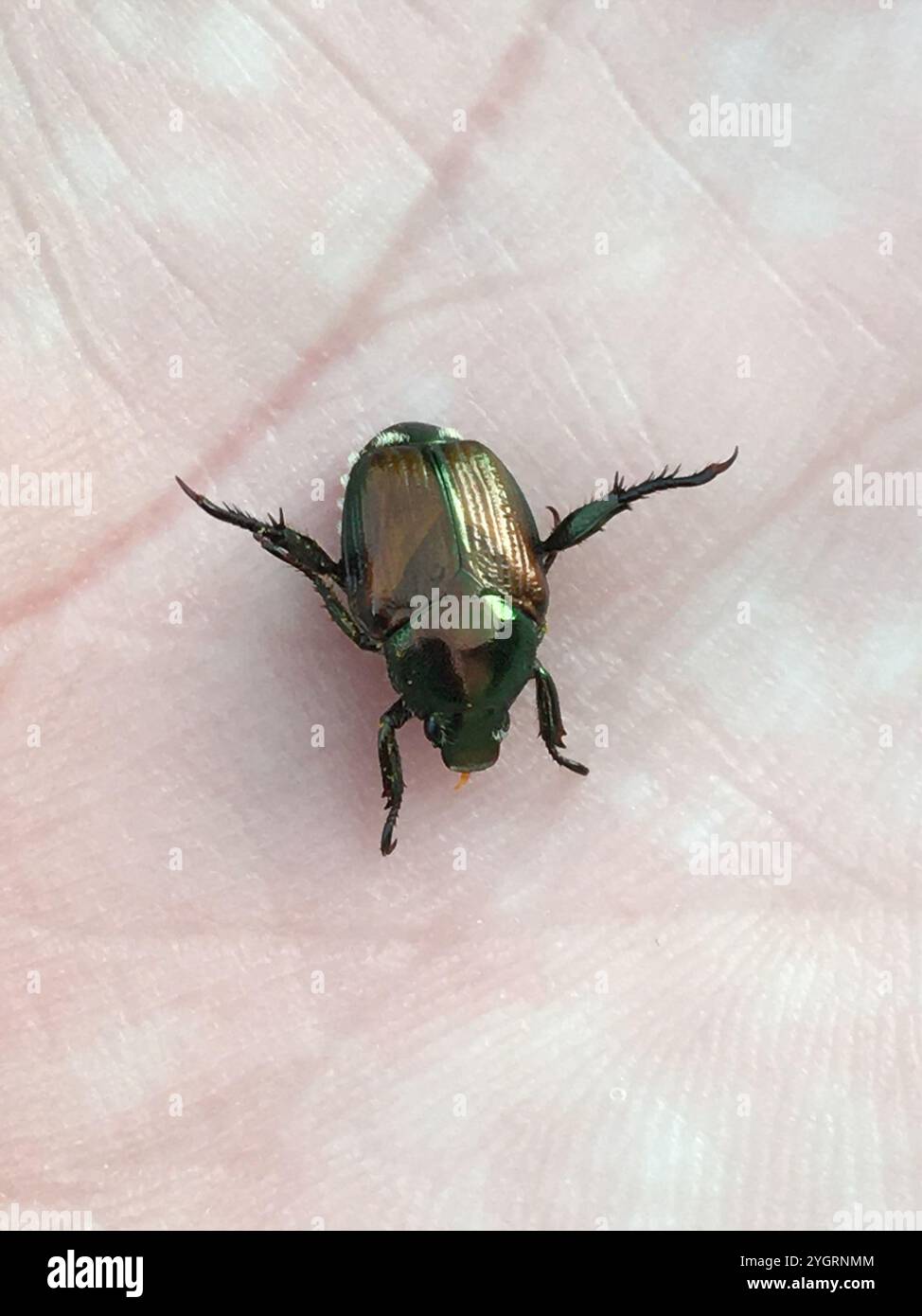Japanese Beetle (Popillia japonica Stock Photo - Alamy