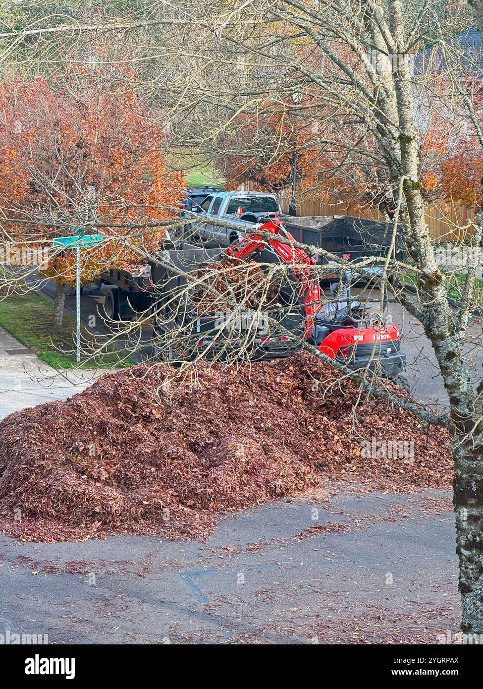 Commercial Landscapers Clean Up Leaves. - Smartphone Captured Stock Image