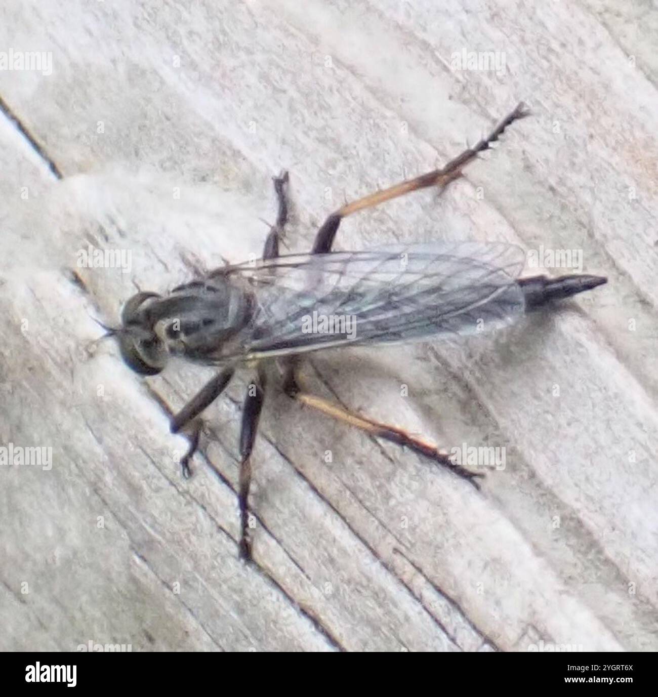 Awl fly hi-res stock photography and images - Alamy