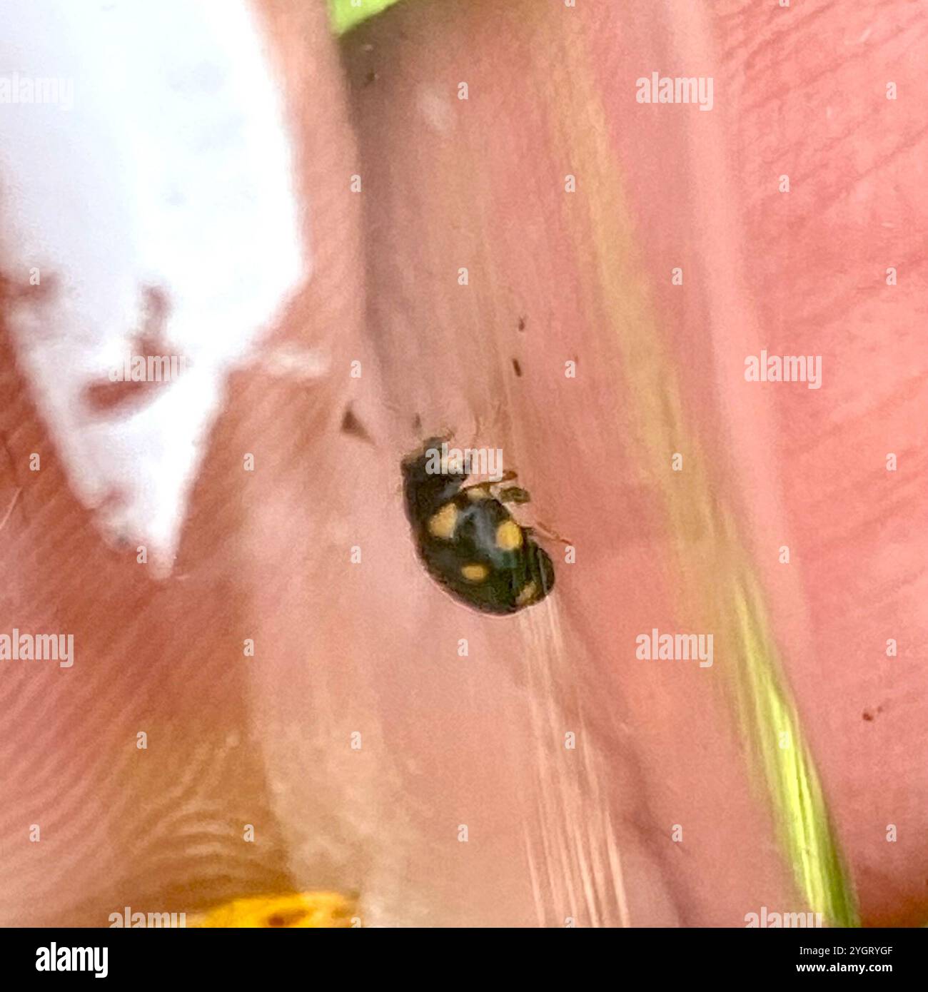Ursine Spurleg Lady Beetle (Brachiacantha ursina Stock Photo Alamy