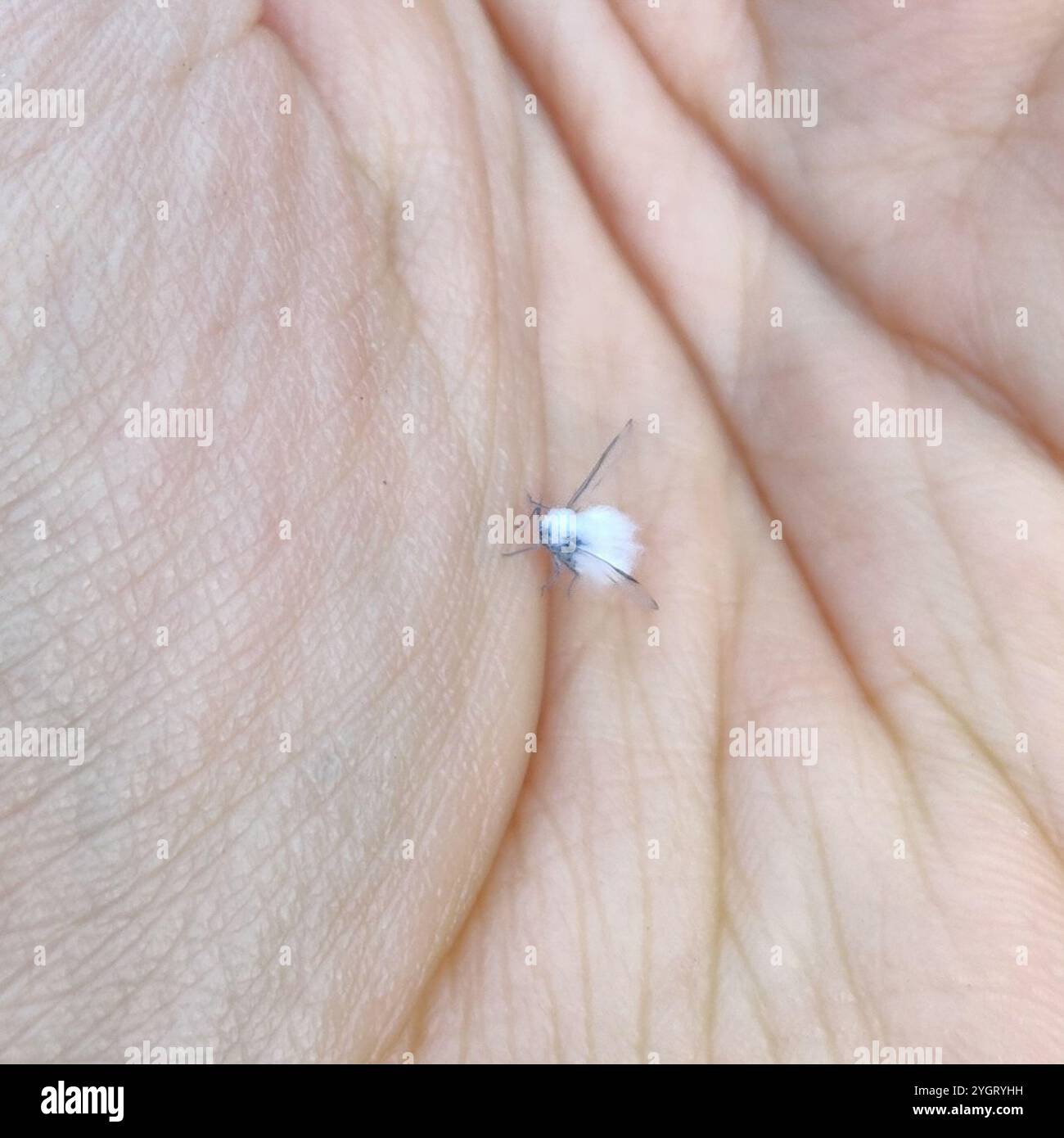 Gall Making Woolly Aphids and Gall-making Aphids (Eriosomatinae Stock Photo - Alamy