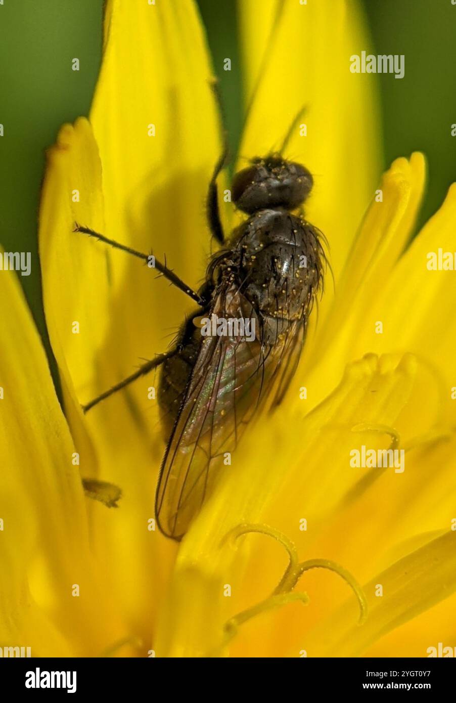 Root Magnotta Insect Root-maggot Flies (Anthomyiidae Stock Photo - Alamy