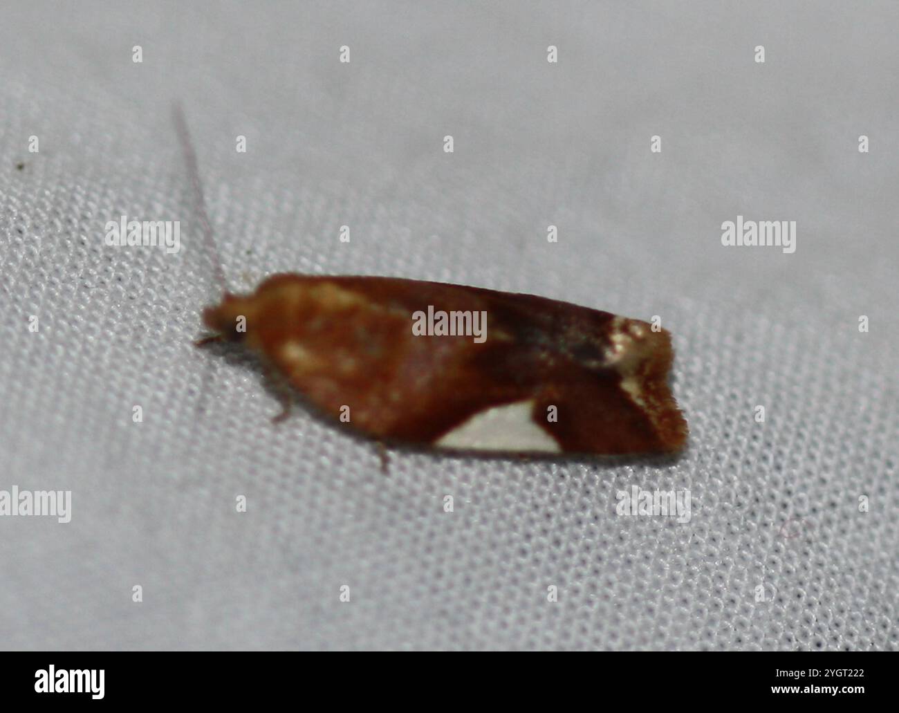 White Triangle Ripe White Triangle Tortrix (Clepsis persicana Stock Photo - Alamy