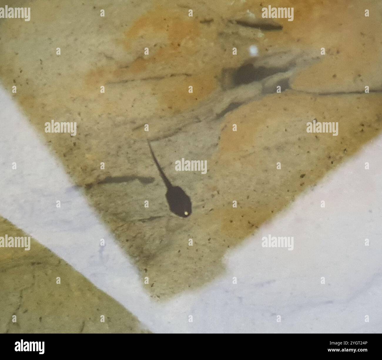 Frogs and Toads (Anura Stock Photo - Alamy