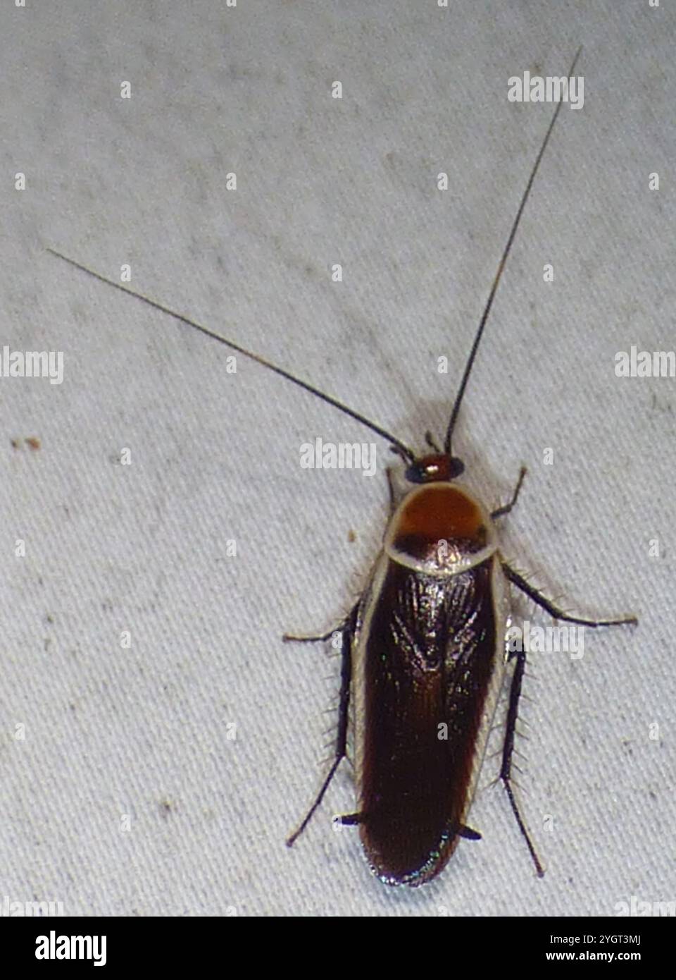 Pale bordered field cockroach hi-res stock photography and images - Alamy