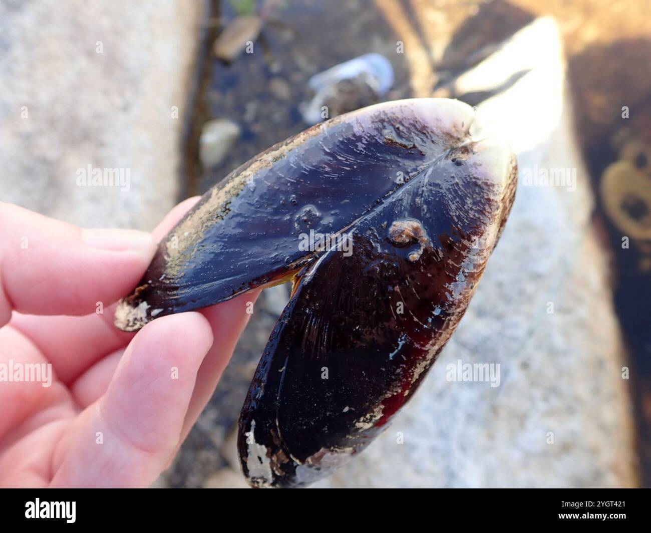Blue Mussel (Mytilus edulis Stock Photo - Alamy