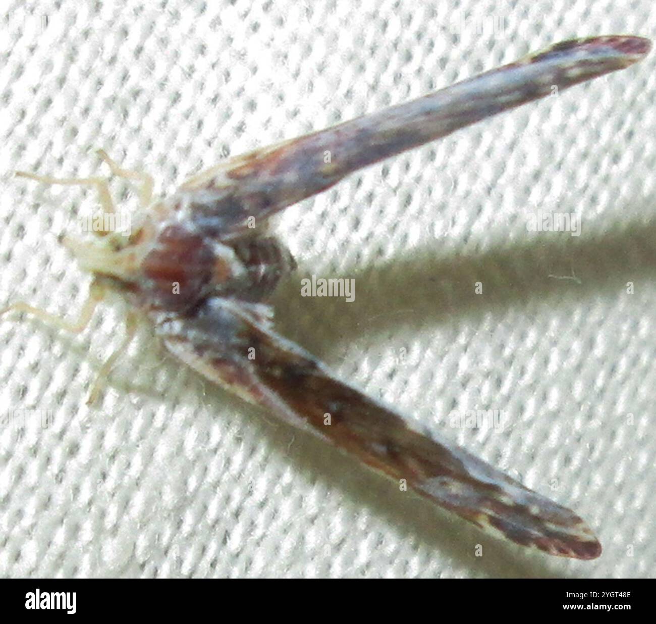 Derbidae Insect Derbid hi-res stock photography and images - Alamy