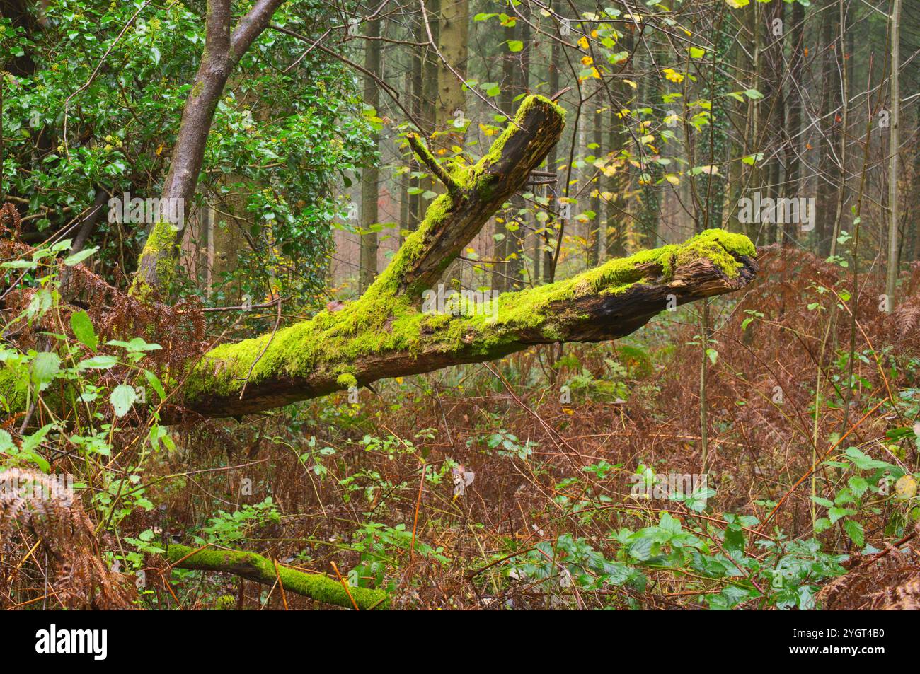 Tree stump overgrown with moss hi-res stock photography and images - Alamy