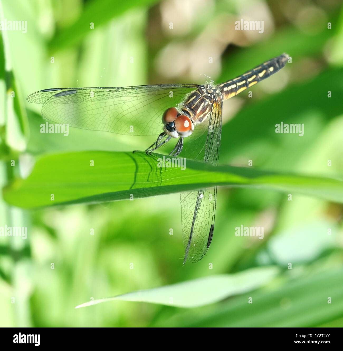 Blue Dasher (Pachydiplax longipennis Stock Photo - Alamy