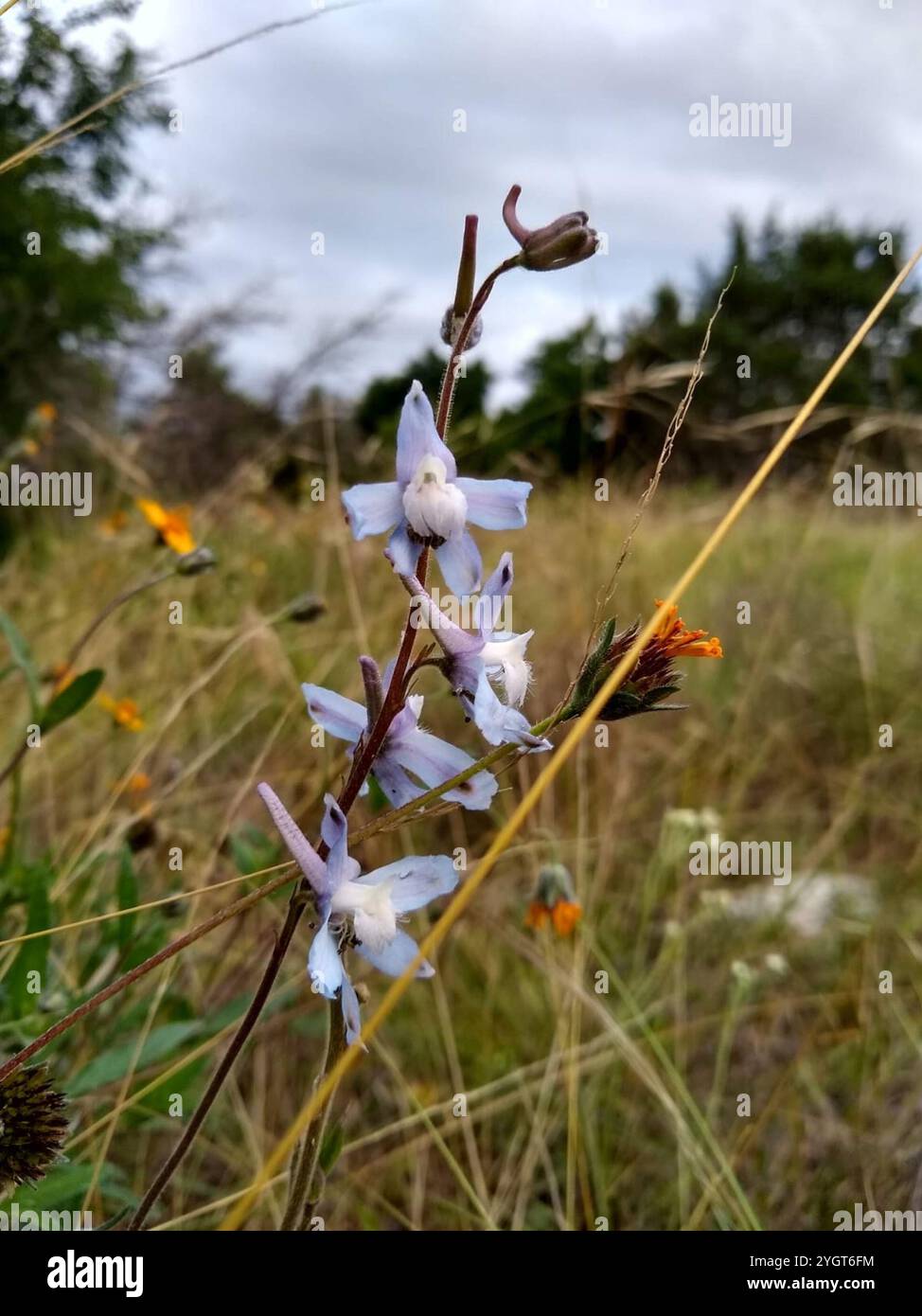 Delphinium carolinianum hi-res stock photography and images - Alamy