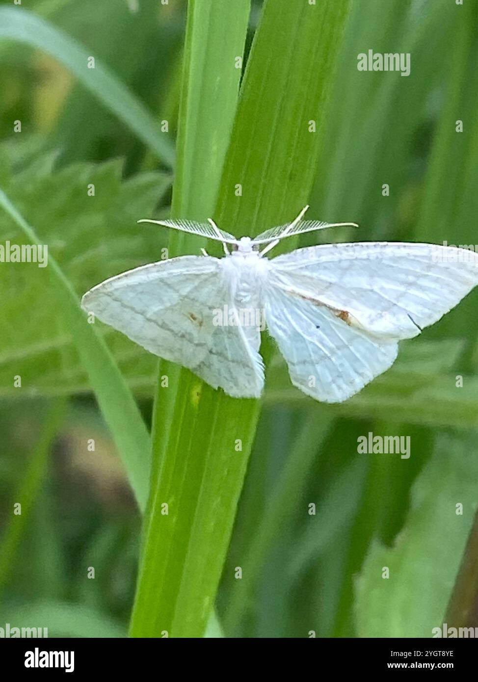 Common White Wave (Cabera pusaria Stock Photo - Alamy