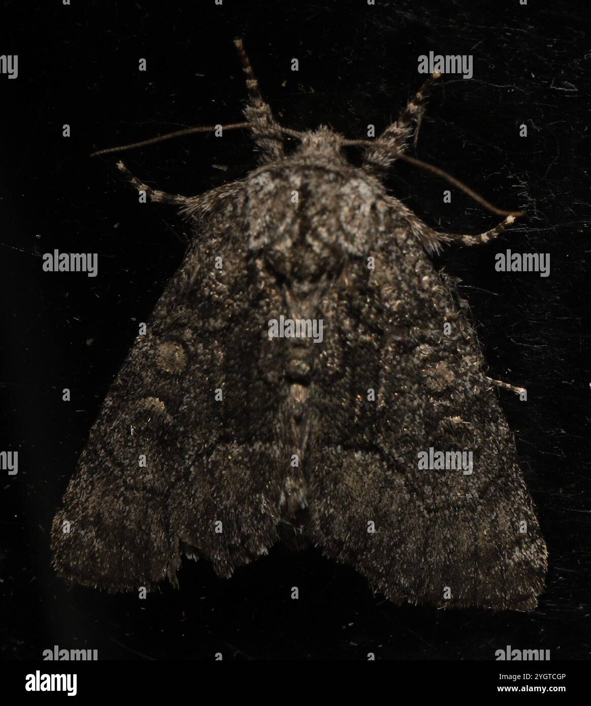 Broth Moth Brother Moth (Raphia frater Stock Photo - Alamy