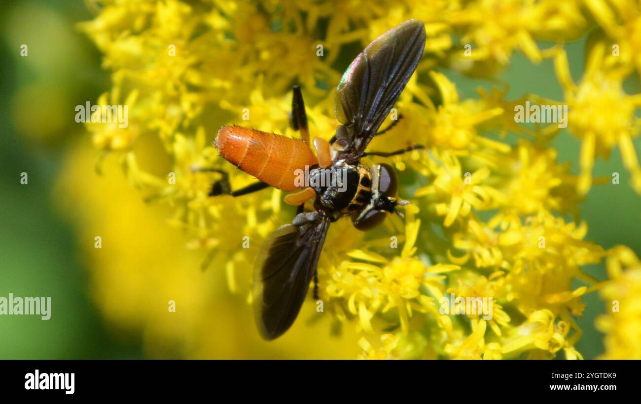 Swift Fly Swift Feather-legged Fly (Trichopoda pennipes Stock Photo - Alamy
