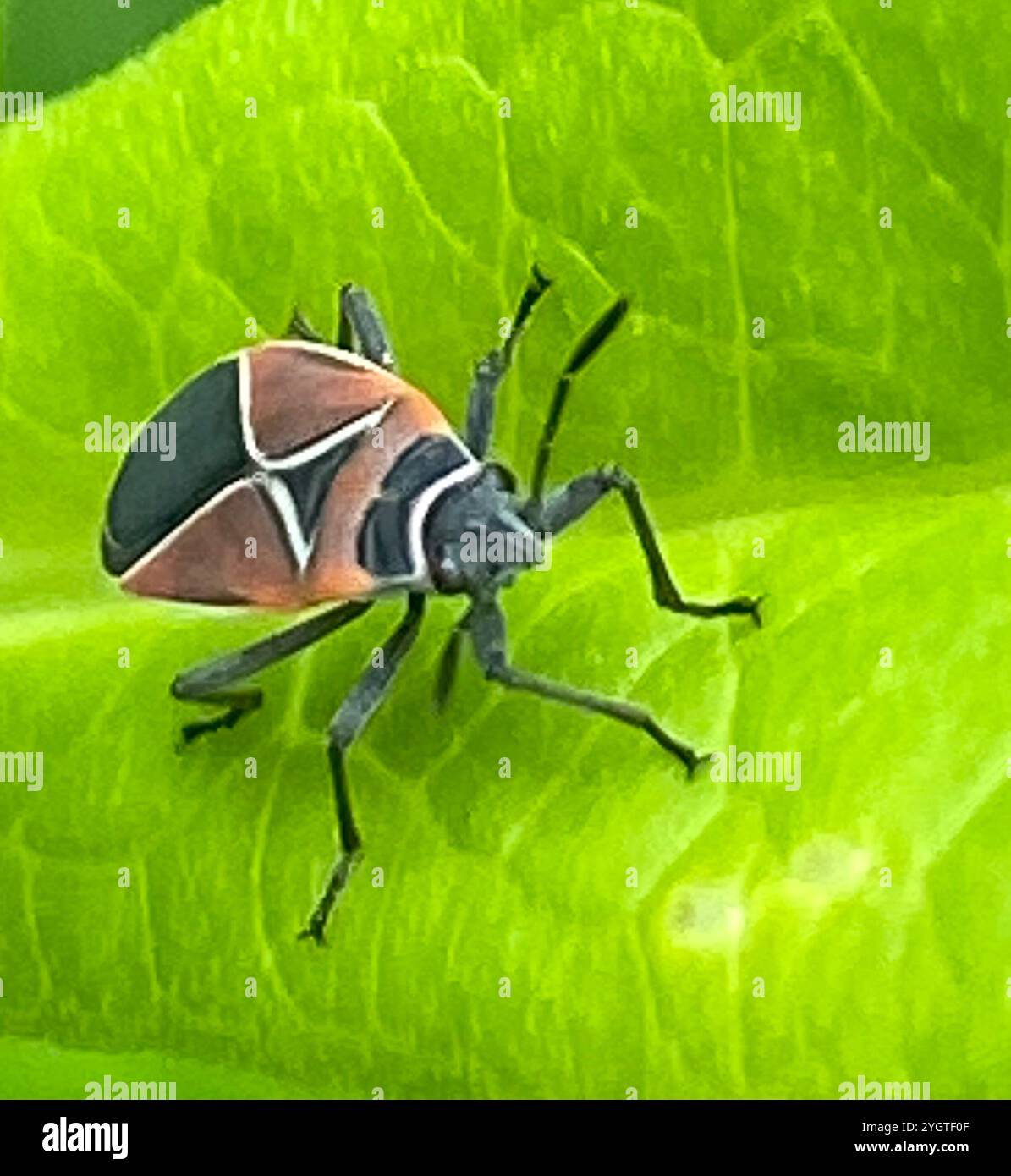 Neacoryphus bicrucis hi-res stock photography and images - Alamy