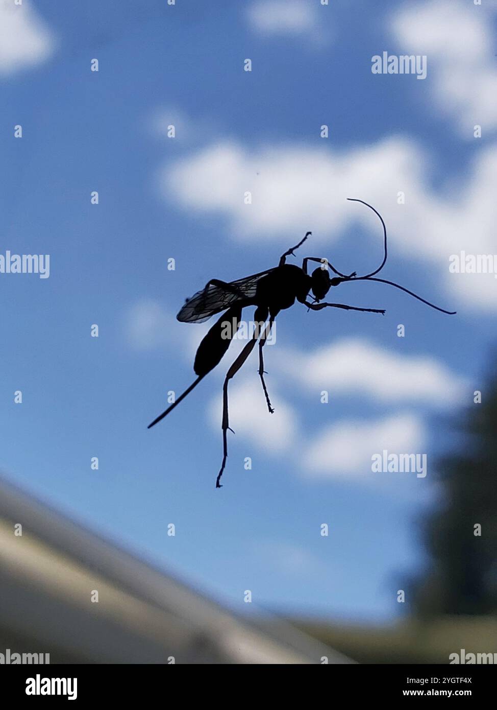 Pimpla rufipes hi-res stock photography and images - Alamy