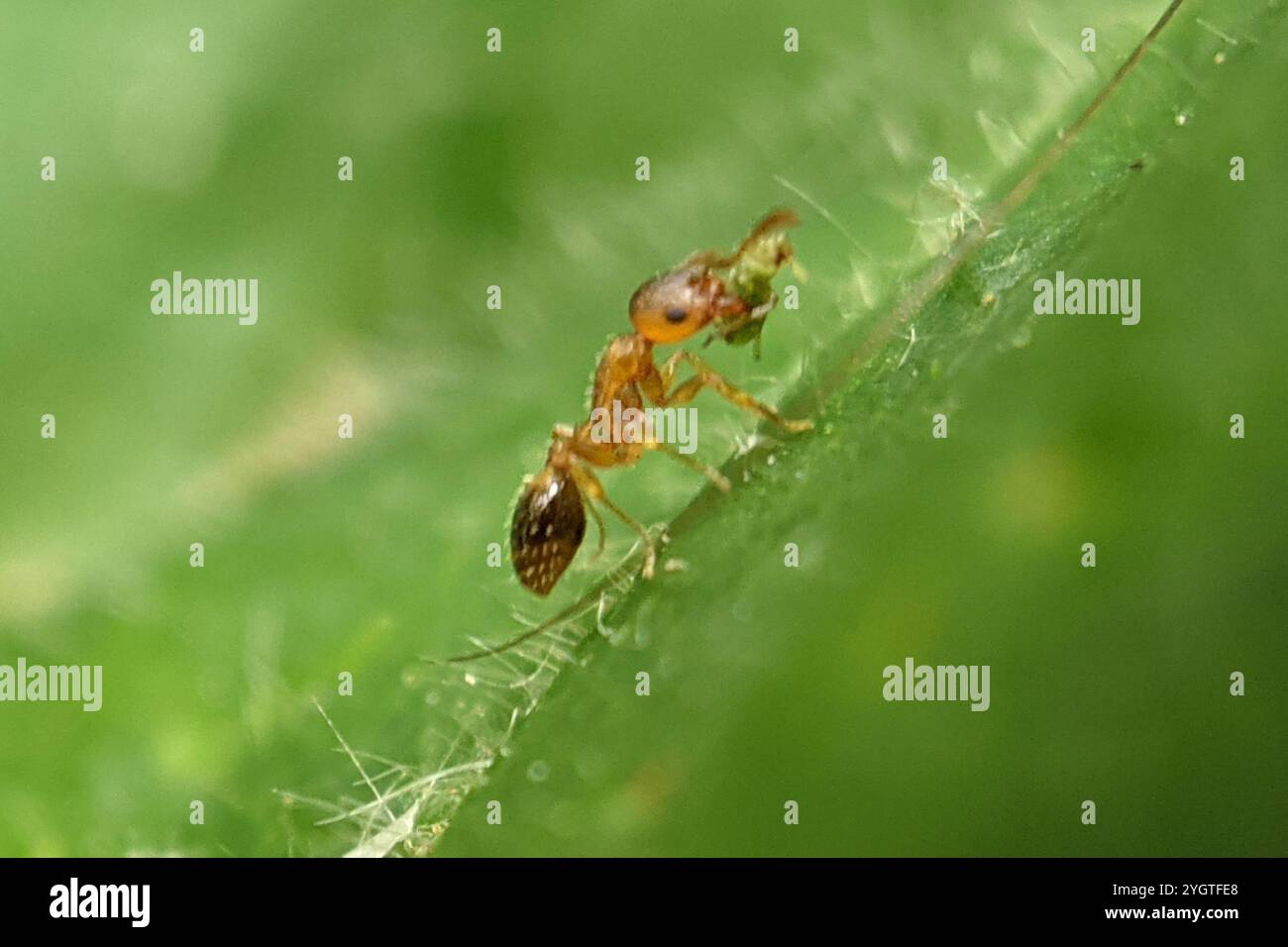 (Temnothorax nylanderi) Stock Photo