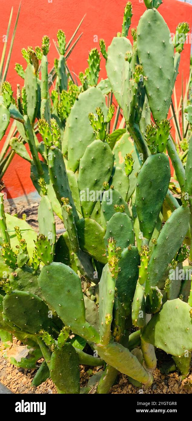 Prickly Pear Cactus with bright wall background/Cacti - Smartphone Captured Stock Image