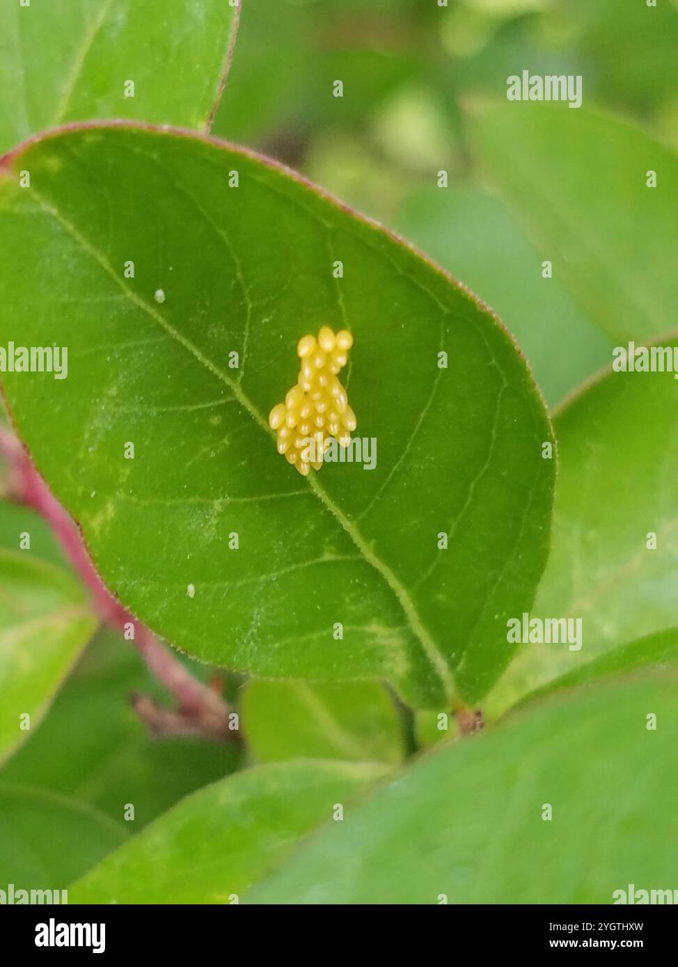 Cucujiform Beetles (Cucujiformia Stock Photo - Alamy