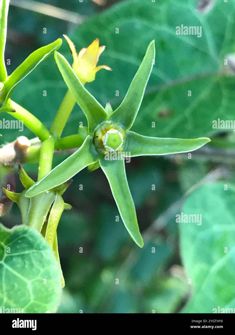 Anglepod (Gonolobus suberosus Stock Photo - Alamy