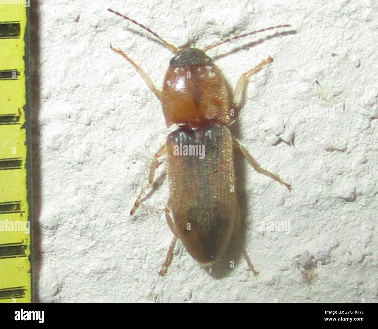 Click Beetles (Elateridae Stock Photo - Alamy