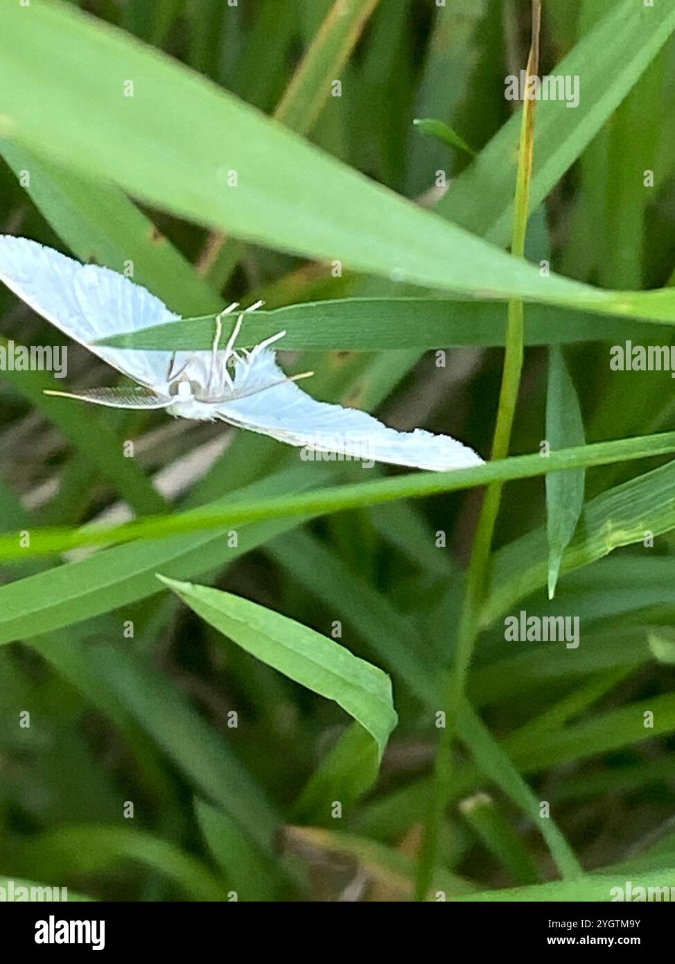 Common White Wave (Cabera pusaria Stock Photo - Alamy