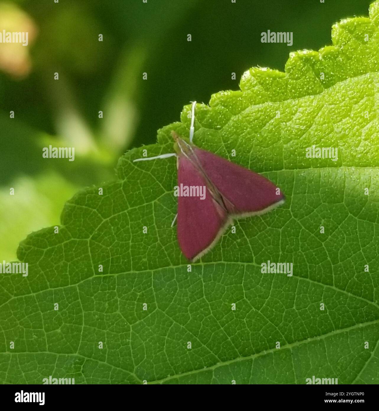 Inornate Pyrausta Moth (Pyrausta inornatalis) Stock Photo