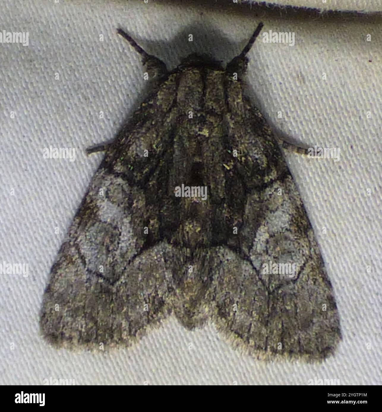 Broth Moth Brother Moth (Raphia frater Stock Photo - Alamy