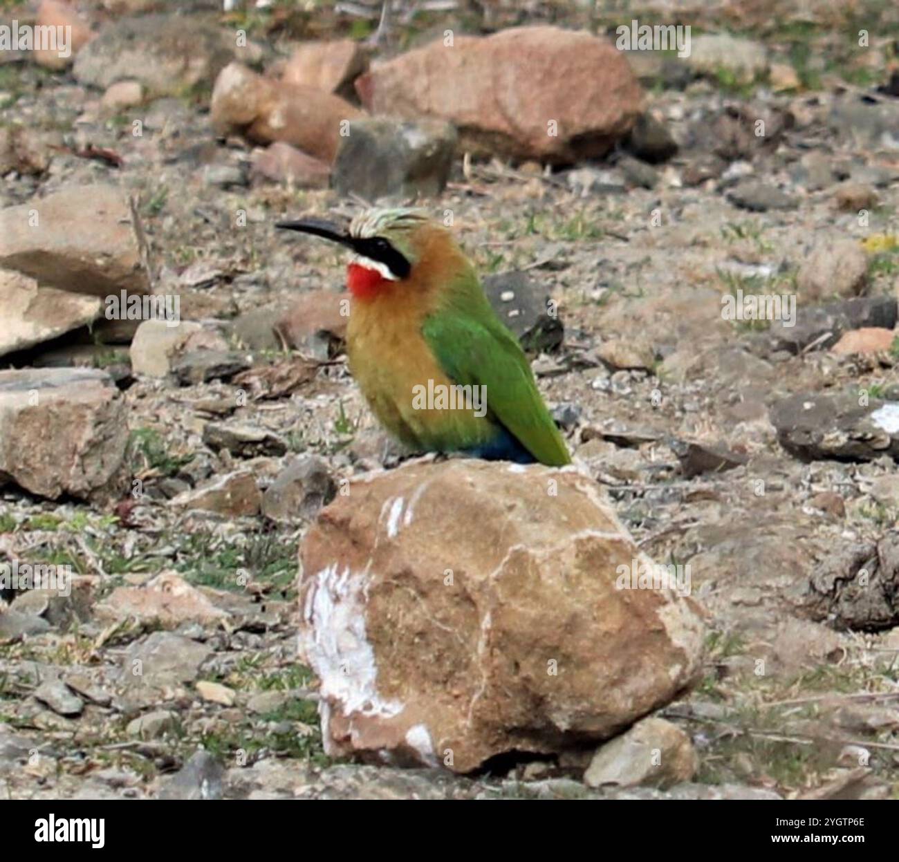 White-fronted Bee-eater (Merops bullockoides Stock Photo - Alamy
